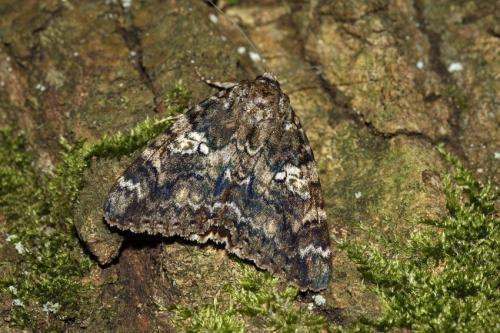 Réf. 264 305 : Catocala sponsa